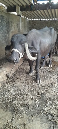 8 મહિના નો ઘાભ