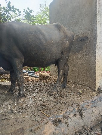 ભેંસ વેચવાની છે