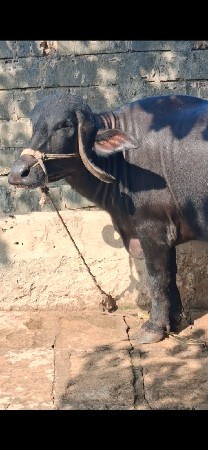 ૧ પેલું વેતર ૮ દિવસ ની વિયાણેલ