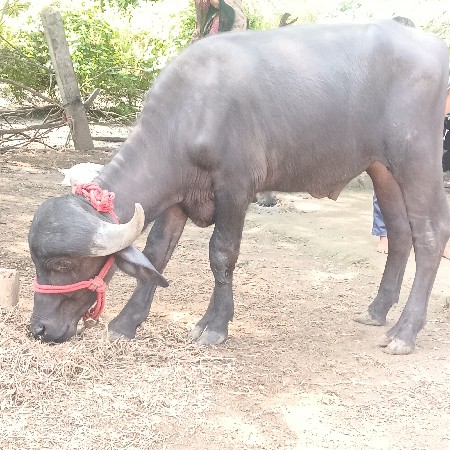 પાડો વેચવાનો છે