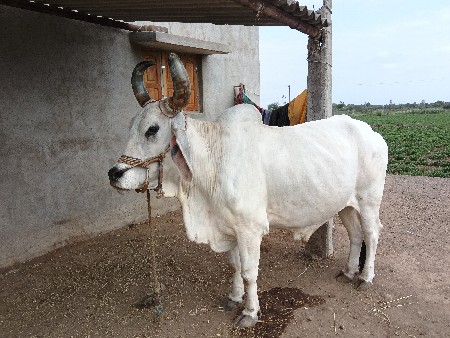 કરશનભાઈ ચોપડા