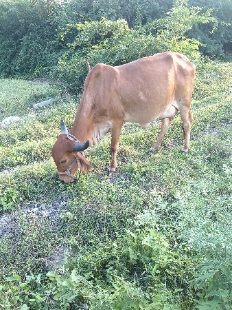 પેલું વેતર વેચવાનું છે