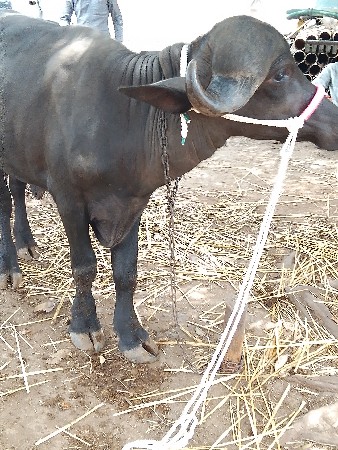 ત્રણ પાડ્યું વેચવા ની છે