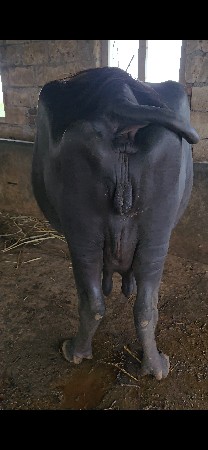 ભેંસ વેચવાની છે