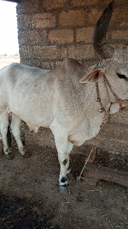 ગોઢલા વેચવાના
