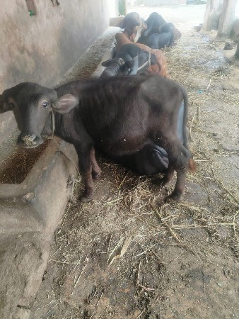 પાડો વેચવાનો છે.