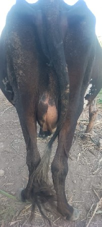 ગાય વેચવાની છે જર્સી