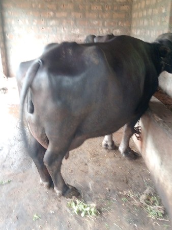 વેચવાની