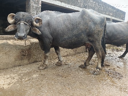 ભેંસ વેચવાની છે