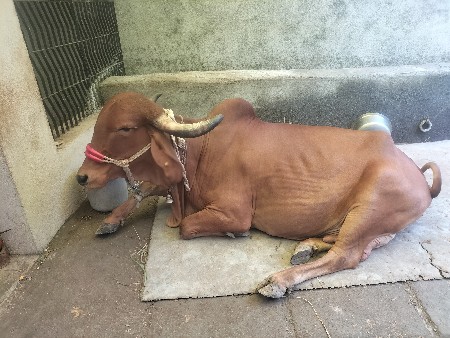 ગીર ગાય
