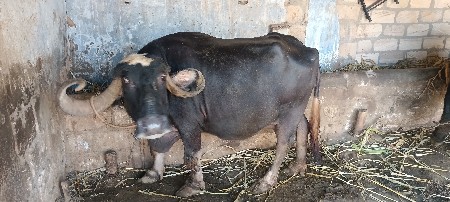 દેવાની સે