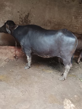 ભેંસ ચોથું વેતર