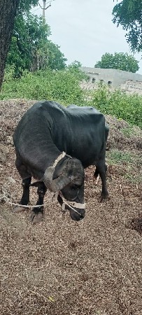 ભેંસ વેચવાનિ છે