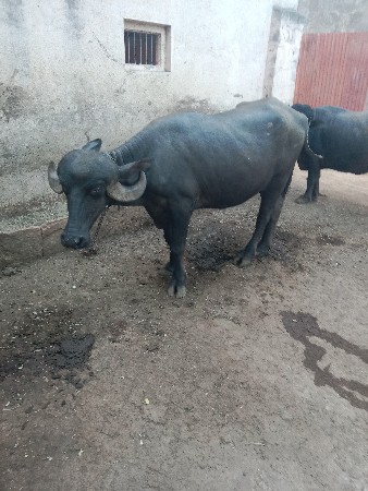ખડેલુ ૩ વરસનું વેંચવા નું છે જ