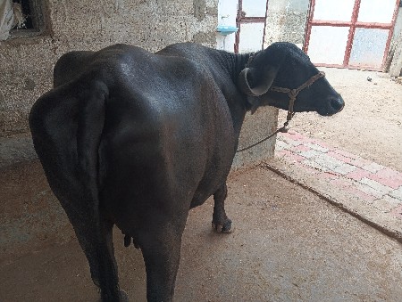 ૨ વેતર ૬લીટર દુધ