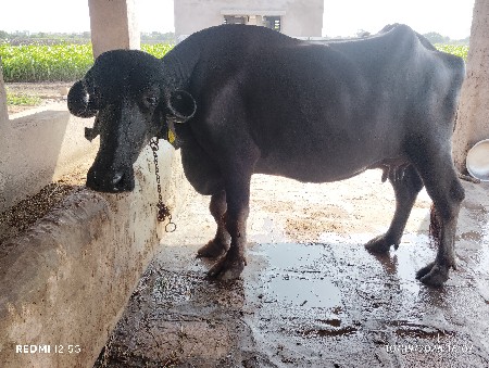 ભેસ વેચવાની છે