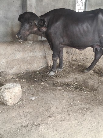 bhes vechavani che