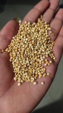 જુવાર નું બીજ