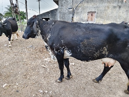 ગીર ક્રોસ ગાય