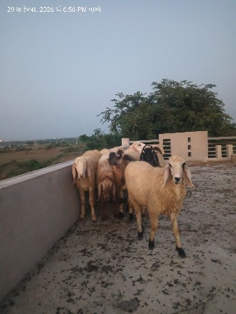 9 ઘેટાં વેચવા ના છે