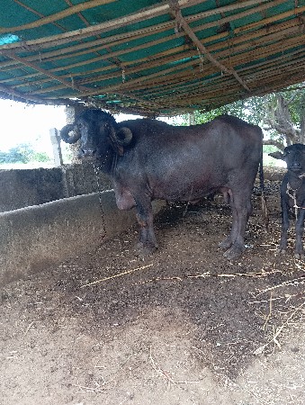 ભેસ વેસવાની સે બધી જવાબ દારી સે