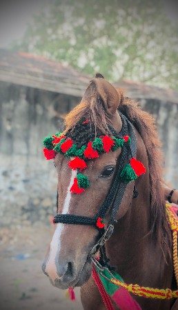 આમાં ફોન કરો  8238925188