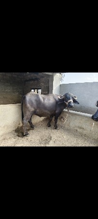 ભેંસ વેસવાની સે