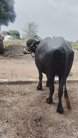 પેલા વેતરની બે ભેંસ વેચવાની છે પેલ