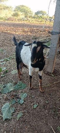 બકરી અને બચ્ચા