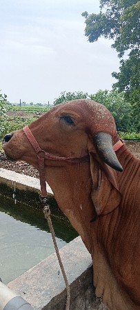 pelu vetar odki