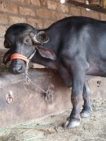 બહુ સારું ખડેલું છે