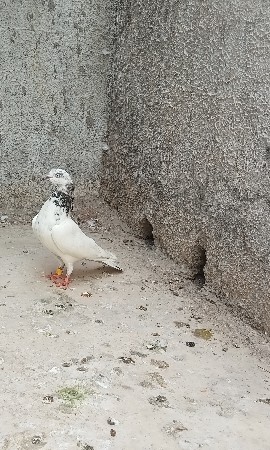 1 jodi sel