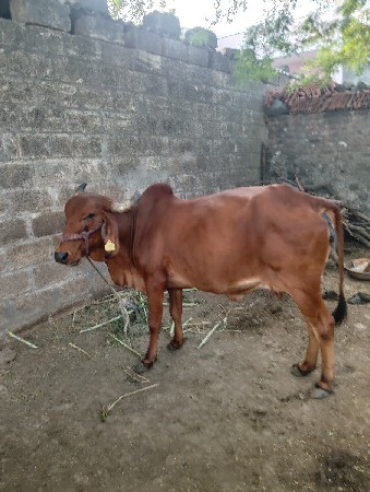 ગાય વેચવાની છે