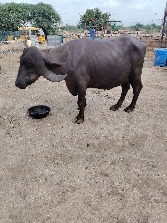ગોવિંદ