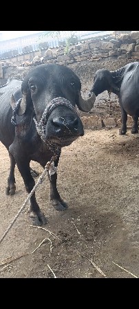 પેલુ વેતર...