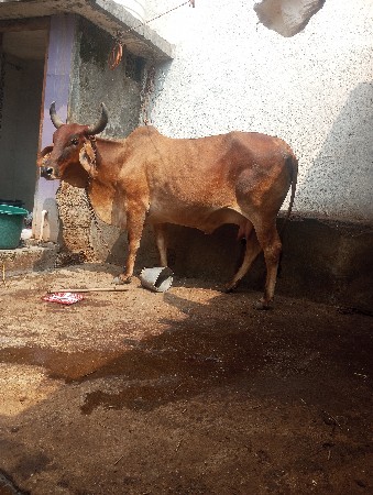 ગાય વેચવાની છે 10 જી ની કાચી છે બધી