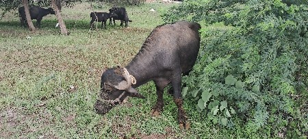 આ પાડો વેચવાનો છે
