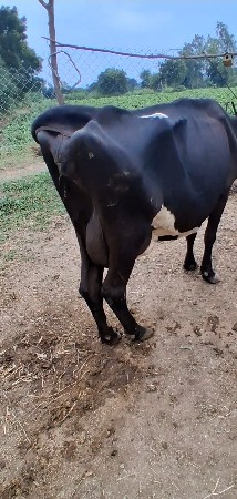 2 ગાયું vesvani se