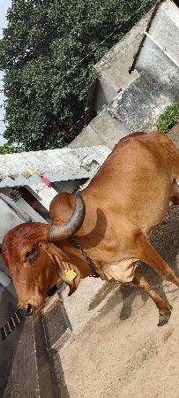 ગાય વેચવાની છે.