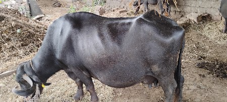 આ ભેંસ વેચવાની છે