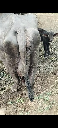 ભેંશ