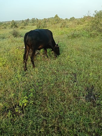 વેસવી