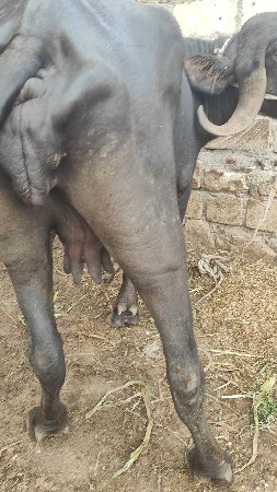 પહેલું વેતર વ્યાસે