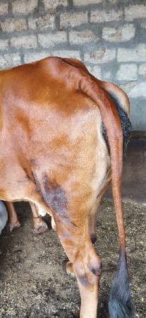 ગાય વેચવાની છે