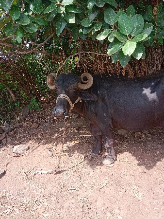 ભેંસ વેચવાની છે