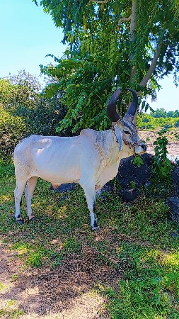 2 ઘર નો 1 ગોધાલો