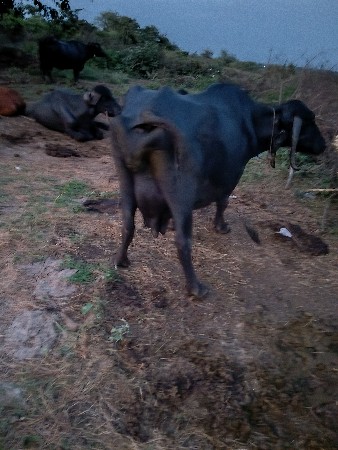 Bhains vechwani se