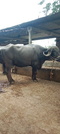 ભેંસ વેચવાની છે