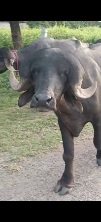 પાડો વેચવાનો છે