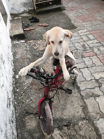 1 male lrbra dog